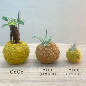 【Pico】トリコロール（Sサイズ）