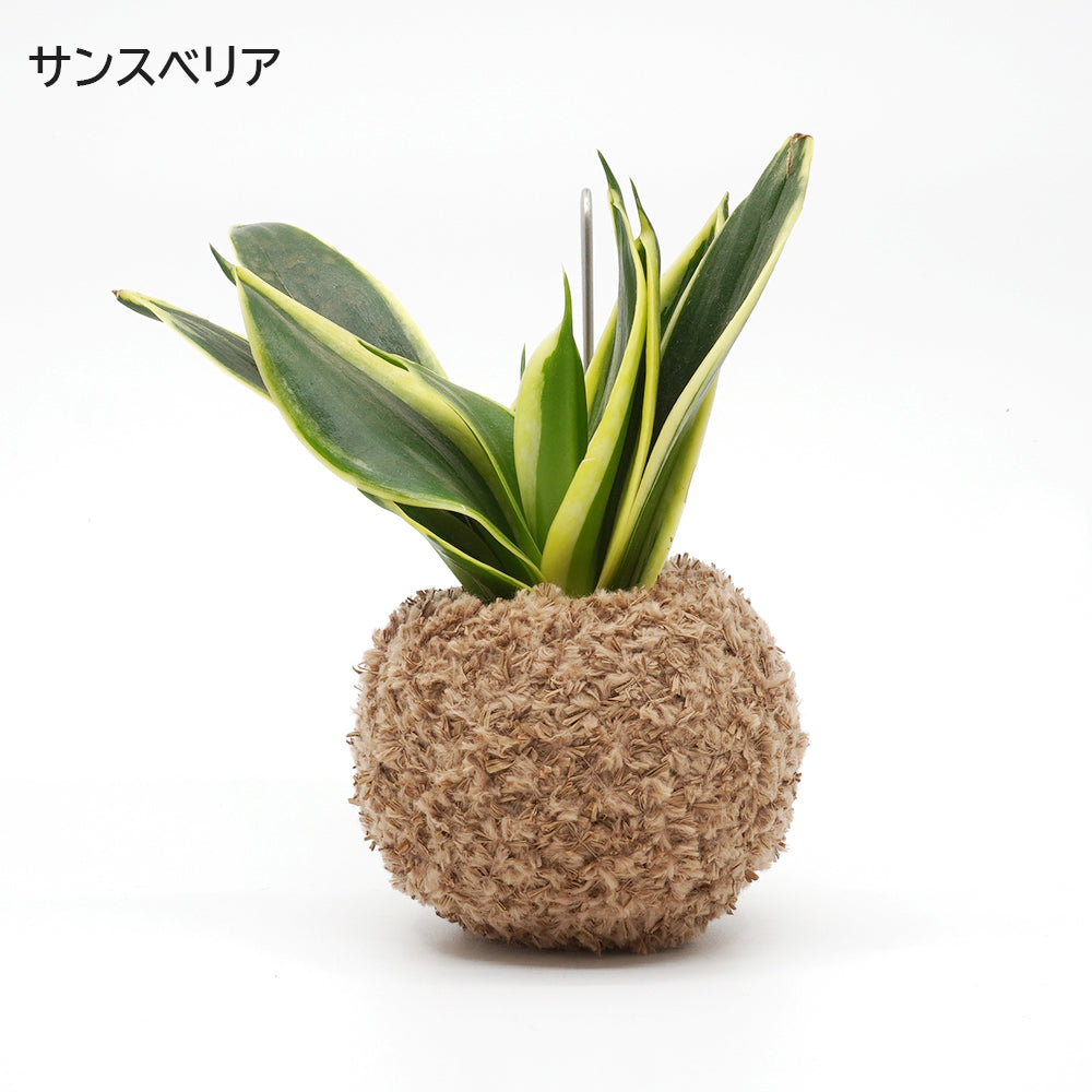 CoCo（観葉植物）＋スタンド 2種セット - 和紙糸で作る