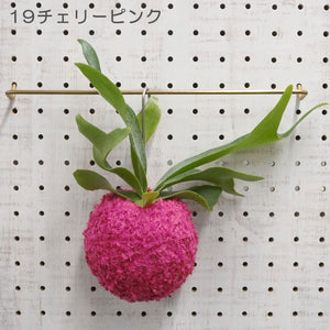 【PAPER CoCo】ビカクシダ