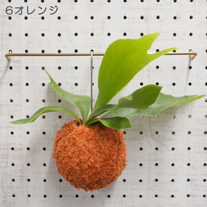 【PAPER CoCo】ビカクシダ