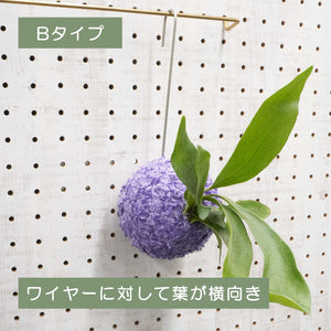 【PAPER CoCo】ビカクシダ
