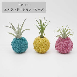 【PAPER CoCo Pico】植物3種類セット