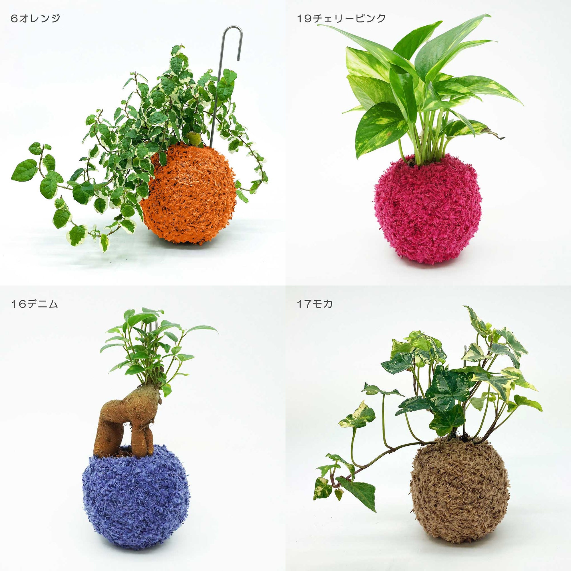 CoCo（観葉植物）＋スタンド＋水やりボトル 3種セット - 和紙糸